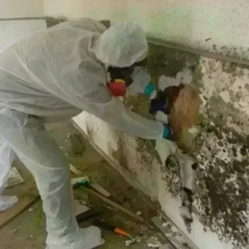 Mold Remediation and Removal in Rancho Viejo, TX